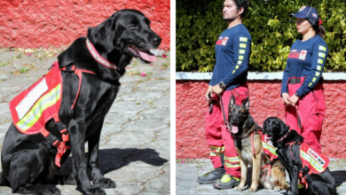 Viajan a Turquía 4 rescatistas y 2 caninos de Cruz Roja Puebla